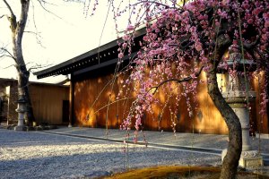 There is one pink weeping plum tree in the shrine courtyard