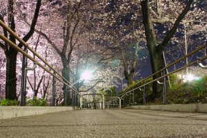 Walking trails with blossoms on both sides at&nbsp;Sumida Park