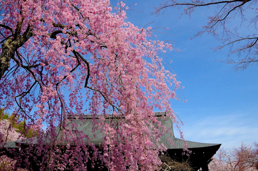 Weeping cherry trees against the clear blue sky
