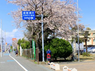Along the road, within the compound of a school, this Cherry Blossom tree stands proud and captivating.