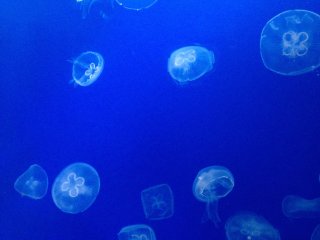 The aquarium features a gorgeous jellyfish display and research laboratory