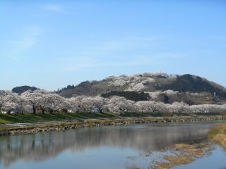 Whole cherry trees on the hill and the riverbank are mirrored on the water surface of the beautiful Shiroishi River
