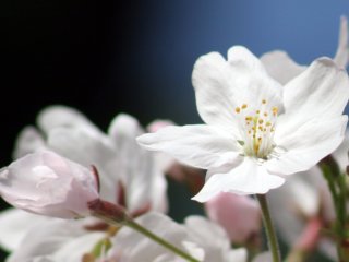The brilliance of sakura