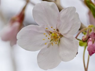 A single blossom
