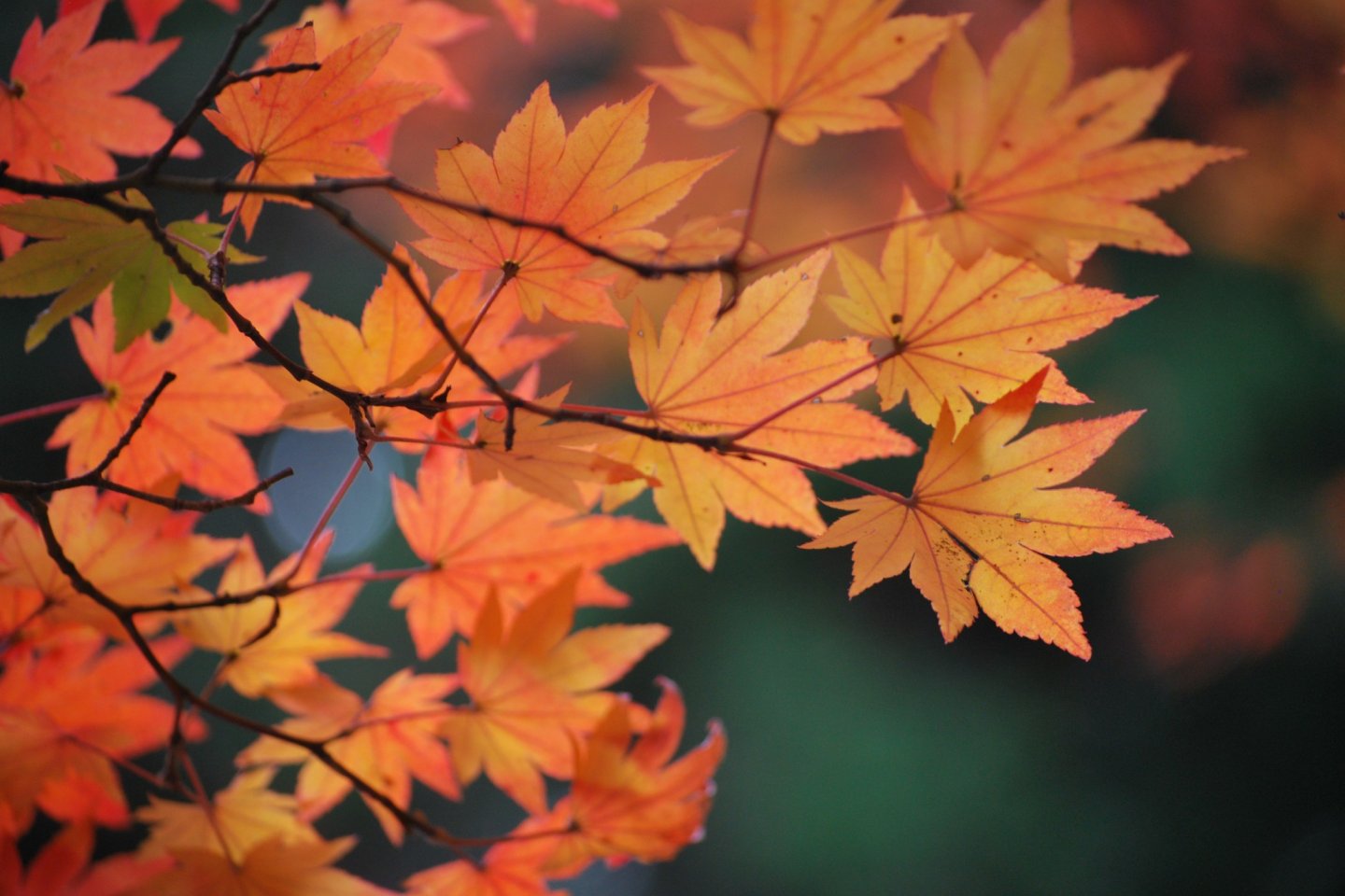 One of the best times of year to visit Koyasan is in autumn to see the momiji (maple leaves).  