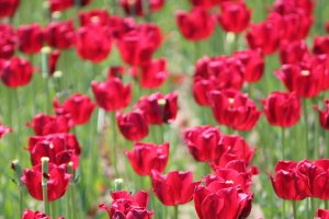 Even though the red tulips were the farthest planted bunch, visitors were still&nbsp;keen on seeing them close-up.