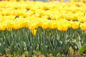 Sunny Yellow Tulips are a sure sign that Spring is here!