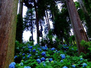Hydrangeas were everywhere in the forest