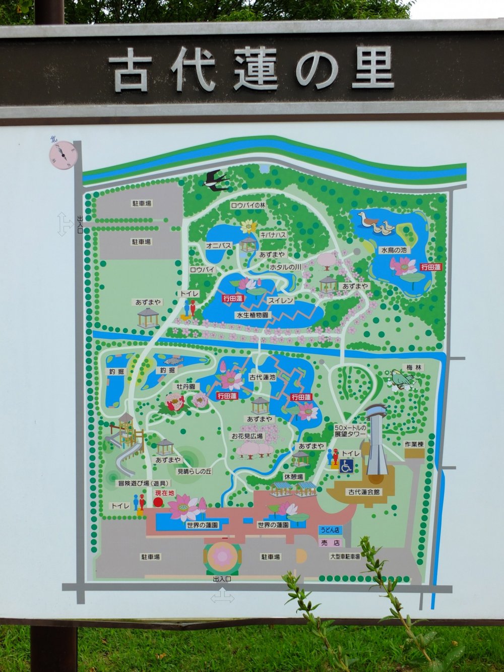 The park map shows five different lotus ponds