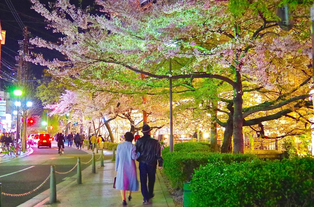 Walking under the cherry blossoms