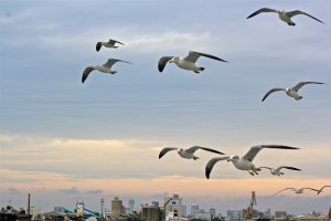 A flock of seagulls will happily escort you along the Port of Chiba boat tour