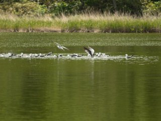 Birds taking a bath at Himenuma Pond