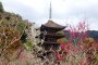 Plum Blossoms at Rurikoji Pagoda