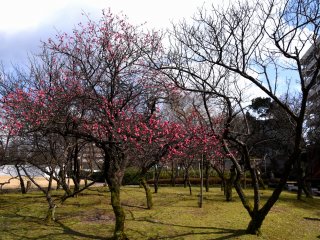 In a sunny area of the park some plum trees are already blooming!