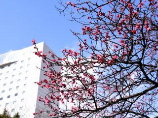 Deep pink plum blossoms starting to bloom at Fukui City Central Park under the blue sky