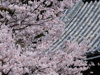 Cherry blossoms blooming along the beautiful curvy line of a temple roof!