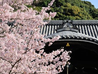 Magnificent temple building and cherry blossoms under the blue sky. A dignified view is before me!