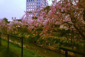 Cherry blossoms by the river *2