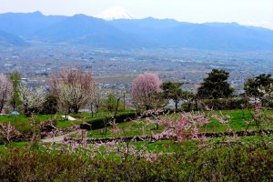 View over the park to Mount Fuji