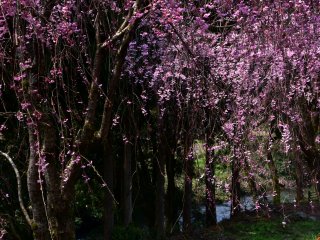 Beside the lines of weeping cherry trees, a beautiful creak flows through the village