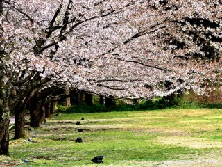 Lines of Somei-yoshino cherry trees in the park. When the blossoms of them fall down the weeping cherry trees start to bloom.