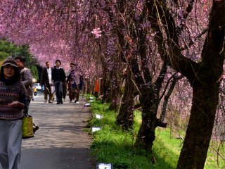 People strolling along the pathway lined with beautiful weeping cherry trees