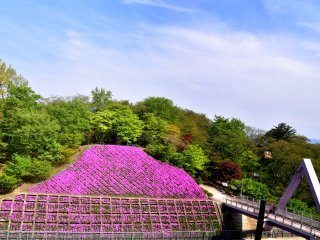 Moss phlox flowers are blooming on both sides of Nishiyama Bridge which connects the eastern and western parts of the spacious Nishiyama Park.