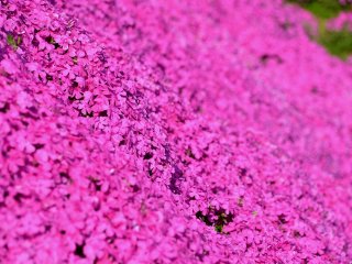Close-up look at the fully blooming pink moss phlox