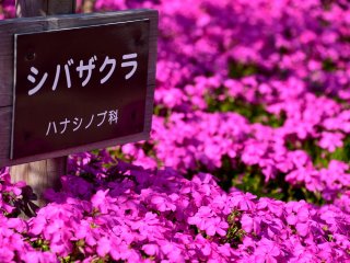 The sign of moss phlox standing in the flowers. It&#39;s called &#39;Shiba-zakura&#39; in Japanese, which literally means cherry blossoms on the lawn.