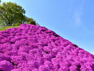 Pink moss phlox mountain on the hillside of Nishiyama Park!