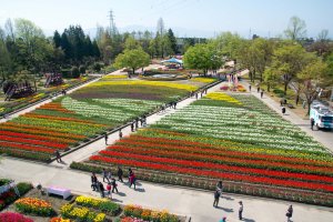 Tulips are use to design the Hokuriku&nbsp;Shinkansen&nbsp;
