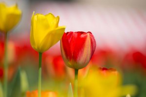 Yellow and red tulips in the center of the field