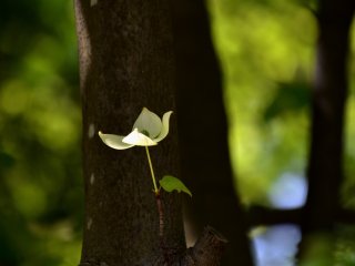 Lone Japanese dogwood flower in the shadow. I didn&#39;t know it could bloom directly from a tree trunk!