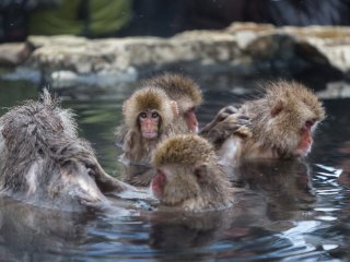 Monkeys help groom each other in the hot spring baths