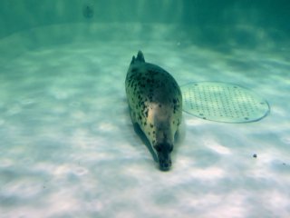 Leopard seal on the floor of the tank