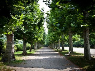Sycamore trees line the perimeters of the French garden