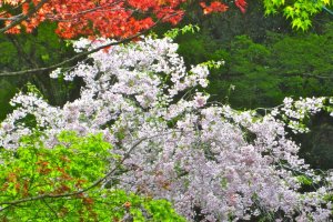 Sakura, koyo and spring green leaves