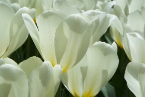  Yokohama Park - White Tulip