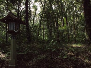 A rich green and peaceful forest within Meiji Jingu