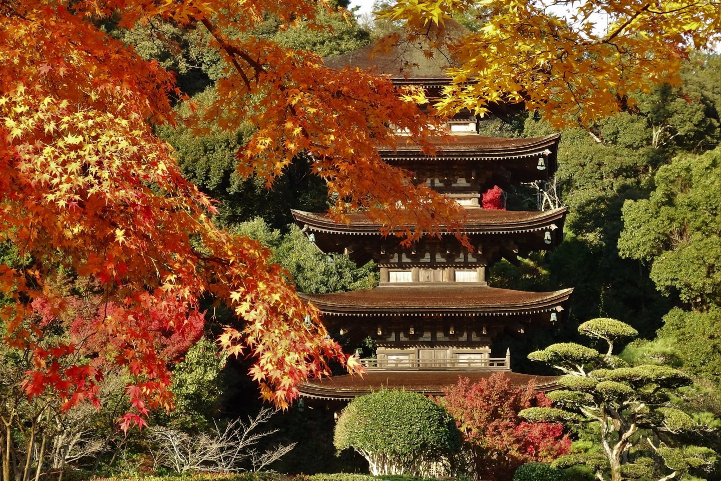Rurikoji Temple is at its most beautiful in autumn