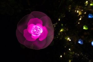 The beautiful rose lights