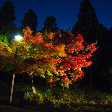 Suzaku No Niwa Autumn Illumination