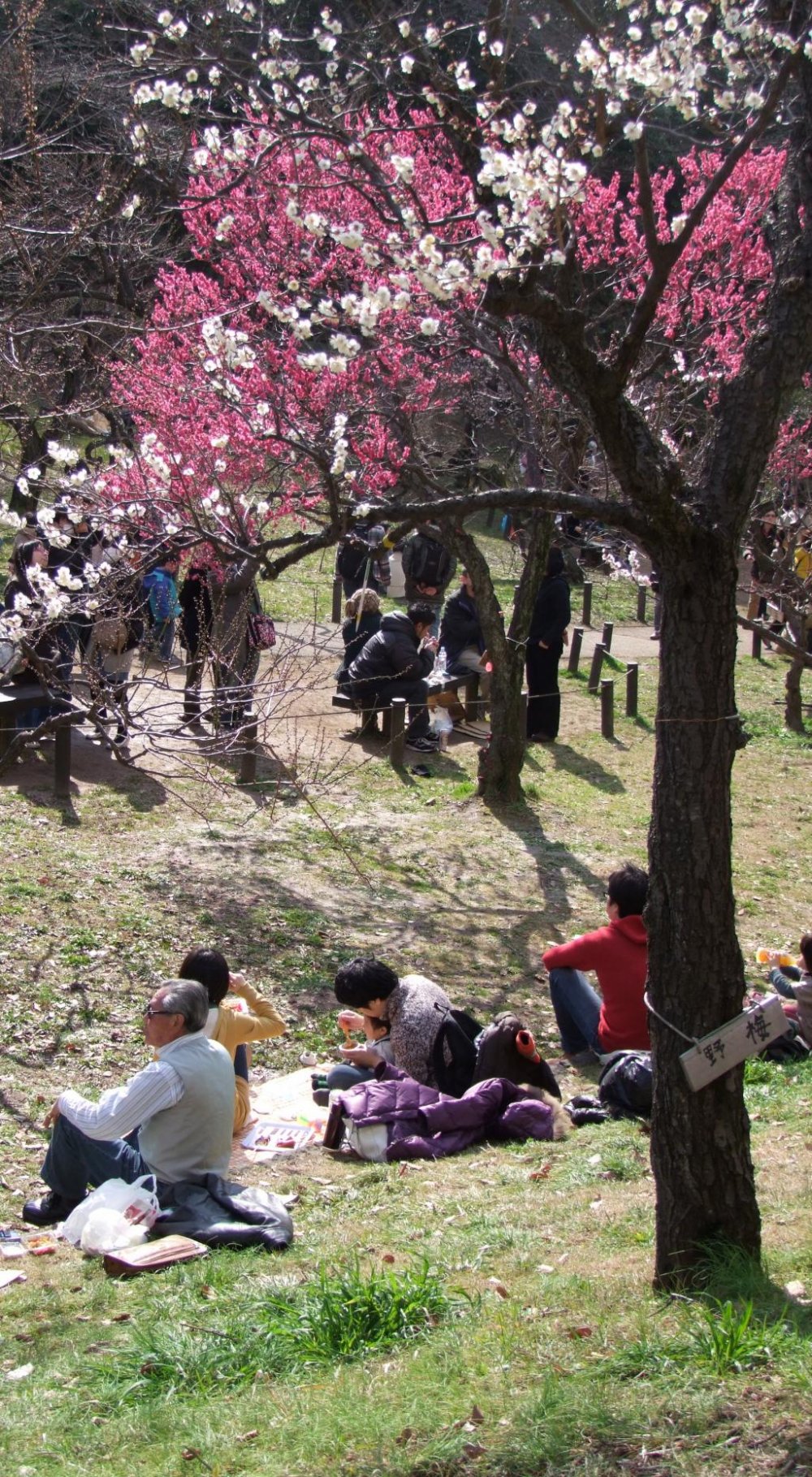 Sit, relax, and enjoy the winter plum blossoms