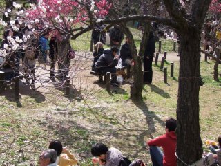 Sit, relax, and enjoy the winter plum blossoms