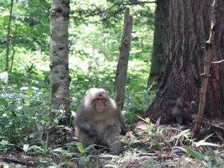 Keep an eye out along the path for some of these red-faced Japanese monkeys