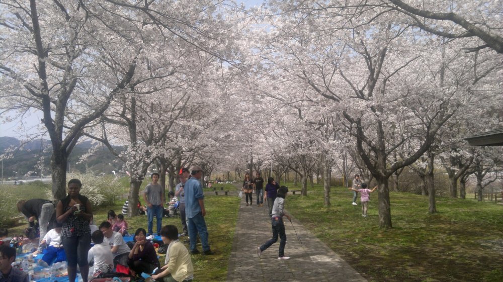 A beautiful canopy of cherry blossoms at Kongozan in Miyako