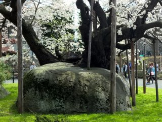 The Rock Splitting Cherry Tree, 石割桜
