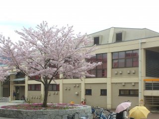 Yamaguchi University's beautiful sakura
