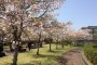 The Pale Sakura of Yamaguchi City 