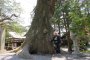 Powerful Trees of Japan